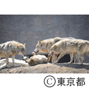 多摩動物公園のタイリクオオカミ