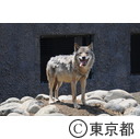 多摩動物公園のタイリクオオカミ