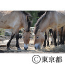 多摩動物公園のモウコノウマ
