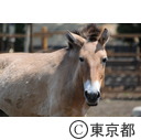 多摩動物公園のモウコノウマ
