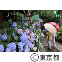文京あじさいまつり（白山神社）