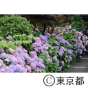 文京あじさいまつり（白山神社）