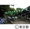 文京あじさいまつり（白山神社）