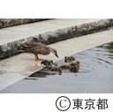 多摩中央公園のカルガモ