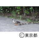 多摩中央公園のカルガモ