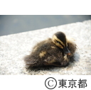 多摩中央公園のカルガモ