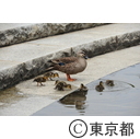 多摩中央公園のカルガモ
