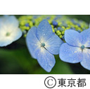皇居東御苑のアジサイ