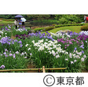 皇居東御苑のハナショウブ