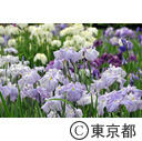 皇居東御苑のハナショウブ