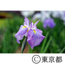 皇居東御苑のハナショウブ