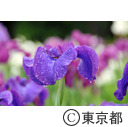 皇居東御苑のハナショウブ