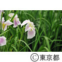 皇居東御苑のハナショウブ