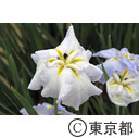 皇居東御苑のハナショウブ