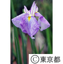 皇居東御苑のハナショウブ