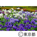 皇居東御苑のハナショウブ