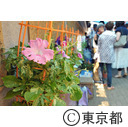 入谷朝顔まつり