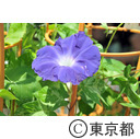 入谷朝顔まつり