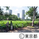 不忍池