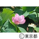 不忍池