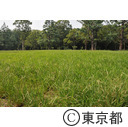 代々木公園