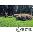 代々木公園