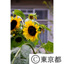 都営青山北町アパート