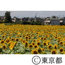2013清瀬ひまわりフェスティバル