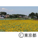 2013清瀬ひまわりフェスティバル