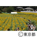 2013清瀬ひまわりフェスティバル