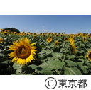 2013清瀬ひまわりフェスティバル