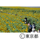 2013清瀬ひまわりフェスティバル