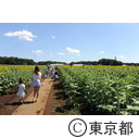 2013清瀬ひまわりフェスティバル