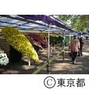 平成25年度東京都観光菊花大会