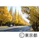 神宮外苑いちょう並木