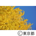 光が丘公園