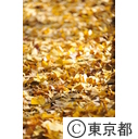 光が丘公園