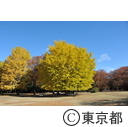 光が丘公園