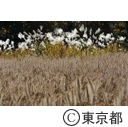 光が丘公園