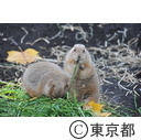 上野恩賜公園