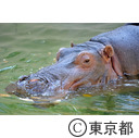 上野恩賜公園