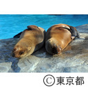 上野恩賜公園