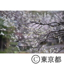 湯島天神
