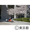 新宿中央公園の桜と都庁舎