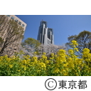 新宿中央公園の桜と都庁舎