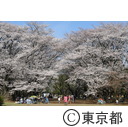 光が丘公園の桜
