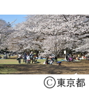 光が丘公園の桜