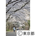 光が丘公園の桜