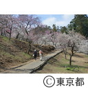 吉野梅郷の梅