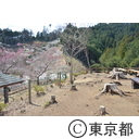 吉野梅郷の梅